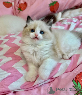 Foto №2 zu Ankündigung № 153034 zu verkaufen ragdoll-katze - einkaufen Deutschland quotient 	ankündigung