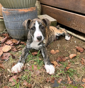 Foto №4. Ich werde verkaufen deutscher schäferhund in der Stadt Berlin.  - preis - verhandelt