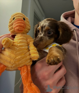 Foto №3. Süße, entzückende Dackelwelpen zum Verkauf. Kontaktieren Sie WhatsApp Business. Finnland