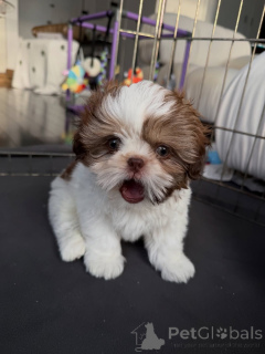 Foto №4. Ich werde verkaufen shih tzu in der Stadt Warschau. züchter - preis - verhandelt