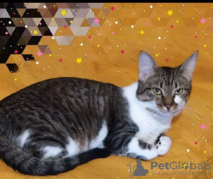 Foto №3. Die bezaubernde graue Katze Tigrusha sucht ein Zuhause und eine liebevolle. Weißrussland