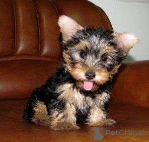 Foto №1.  - zum Verkauf in der Stadt Edmonton | 581€ | Ankündigung № 164605