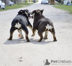 Zusätzliche Fotos: Englische Bulldoggenwelpen