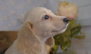 Foto №4. Ich werde verkaufen dackel in der Stadt Innsbruck. züchter - preis - 489€