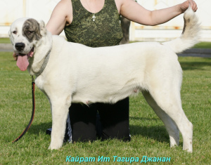 Zusätzliche Fotos: Welpe des zentralasiatischen Schäferhundes (CAO, Alabai) Weißkitzjungen