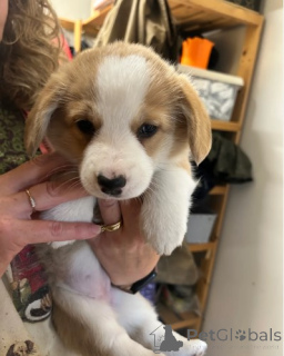 Foto №3. welsh corgi puppy. Deutschland