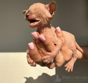 Foto №2 zu Ankündigung № 159885 zu verkaufen sphynx-katze - einkaufen Litauen quotient 	ankündigung