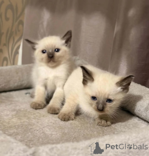 Foto №1. schottische faltohrkatze - zum Verkauf in der Stadt Erftstadt | 350€ | Ankündigung № 178460