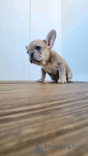 Foto №4. Ich werde verkaufen französische bulldogge in der Stadt Bogumin. züchter - preis - 727€