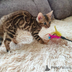 Foto №3. Bengalische Kätzchen zum Verkauf erhältlich. USA