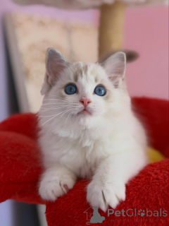 Foto №3. Hervorragende Ragdoll-Kätzchen, liebevoll, verspielt und in der Familie. Niederlande