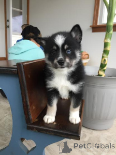 Foto №2 zu Ankündigung № 165621 zu verkaufen siberian husky - einkaufen Deutschland 