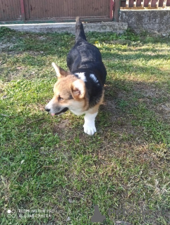 Foto №3. Corgi Welsh Pembroke. Serbien