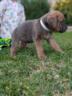 Foto №4. Ich werde verkaufen mischlingshund in der Stadt Glasgow. züchter - preis - 1100€