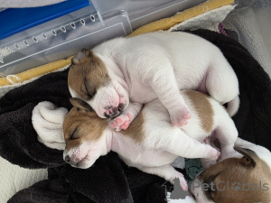 Foto №1. jack russell terrier - zum Verkauf in der Stadt Ashdod | 3875€ | Ankündigung № 164575