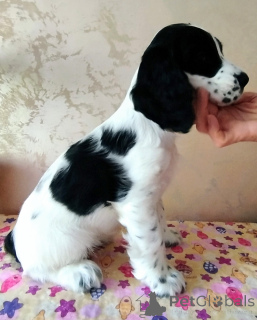 Foto №1. amerikanischer cocker spaniel, english cocker spaniel - zum Verkauf in der Stadt Minsk | verhandelt | Ankündigung № 139117