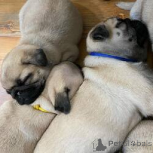 Foto №3. Reinrassige Mops-Welpen abgeben Kontaktieren Sie mich. Deutschland