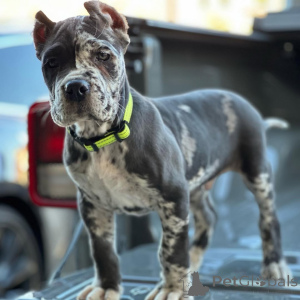 Foto №1. cane corso italiano - zum Verkauf in der Stadt Augsburg | 700€ | Ankündigung № 158576