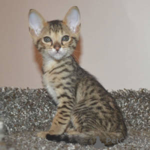Foto №3. Chatons Savannah zu verkaufen. Frankreich