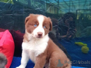 Foto №2 zu Ankündigung № 170291 zu verkaufen border collie - einkaufen Dänemark 