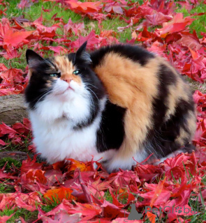 Foto №3. Purrierte erschwingliche Kätzchen. Gesunde Kätzchen. Unsere Kätzchen sind zu. USA