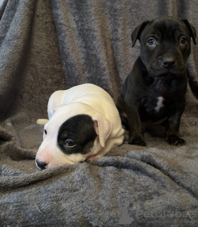 Foto №3. Staffordshire Bull Terrier Puppies. Australien