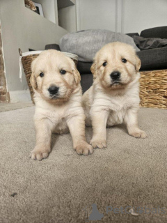 Foto №1. golden retriever - zum Verkauf in der Stadt Antwerpen | Frei | Ankündigung № 154058