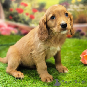 Foto №4. Ich werde verkaufen cavalier king charles spaniel in der Stadt Sydney. quotient 	ankündigung - preis - 581€