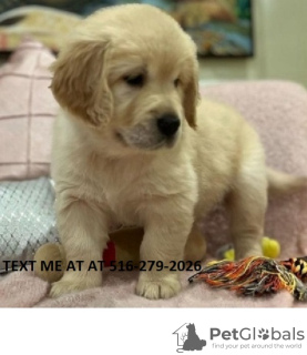 Foto №1. golden retriever - zum Verkauf in der Stadt Nashville | 473€ | Ankündigung № 124024