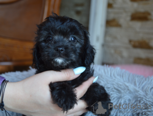 Foto №4. Ich werde verkaufen cavalier king charles spaniel in der Stadt Busko-Zdrój. züchter - preis - 645€