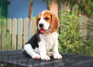 Foto №1. beagle - zum Verkauf in der Stadt Arnsberg | verhandelt | Ankündigung № 169299