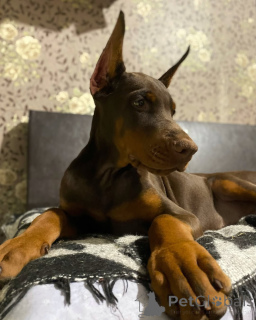 Foto №4. Ich werde verkaufen dobermann in der Stadt Дрезден. quotient 	ankündigung - preis - 950€