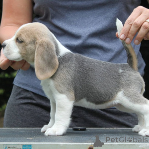 Foto №2 zu Ankündigung № 167285 zu verkaufen beagle - einkaufen Deutschland quotient 	ankündigung