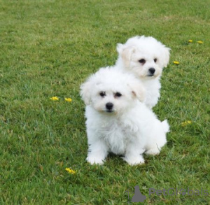 Foto №1. bichon frisé - zum Verkauf in der Stadt Hagen | Frei | Ankündigung № 123643