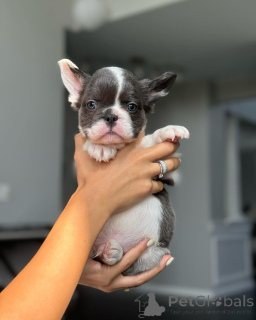 Foto №1.  - zum Verkauf in der Stadt München | 600€ | Ankündigung № 150644