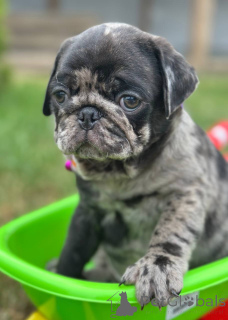 Foto №1. mops - zum Verkauf in der Stadt Sombor | 1500€ | Ankündigung № 148405