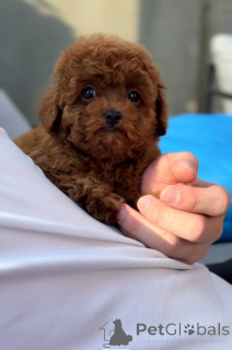 Foto №1. pudel (toy) - zum Verkauf in der Stadt Birmingham | 450€ | Ankündigung № 143765