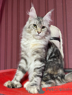 Foto №4. Ich werde verkaufen maine-coon-katze in der Stadt Aston. züchter - preis - verhandelt