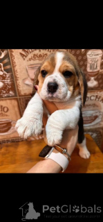 Foto №2 zu Ankündigung № 162855 zu verkaufen  - einkaufen Belgien 