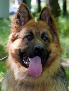 Foto №4. Ich werde verkaufen deutscher schäferhund in der Stadt Odessa. züchter - preis - 320€