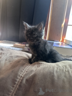 Foto №3. 1/2 Maine Coon Kätzchen. USA