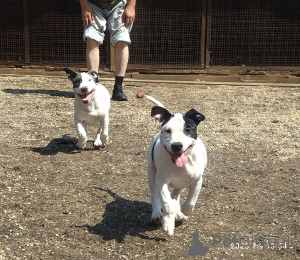 Foto №2 zu Ankündigung № 146005 zu verkaufen amerikanischer staffordshire terrier - einkaufen Russische Föderation 