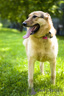 Foto №2 zu Ankündigung № 8008 zu verkaufen mischlingshund - einkaufen Russische Föderation aus dem tierheim