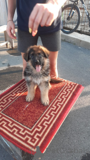Foto №2 zu Ankündigung № 62364 zu verkaufen deutscher schäferhund - einkaufen Russische Föderation quotient 	ankündigung