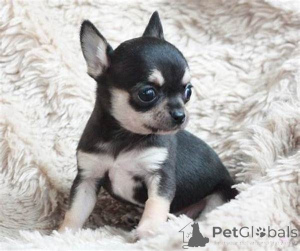 Foto №3. Adorables Chiots Chihuahua zu verkaufen. Frankreich