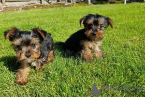Foto №1. yorkshire terrier - zum Verkauf in der Stadt Berlin | 450€ | Ankündigung № 149687