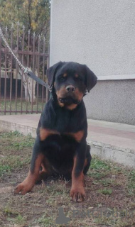 Foto №2 zu Ankündigung № 157080 zu verkaufen rottweiler - einkaufen Serbien 