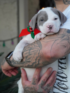 Foto №2 zu Ankündigung № 160712 zu verkaufen  - einkaufen Schweden züchter