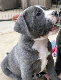 Foto №2 zu Ankündigung № 168966 zu verkaufen american pit bull terrier - einkaufen Deutschland züchter