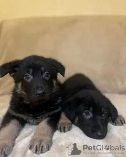 Foto №3. Liebevoller Deutscher Schäferhund. Ukraine